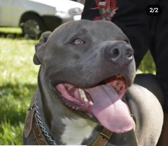Cachorro ra a american staffordshire blue idade 4 anos nome Zeus