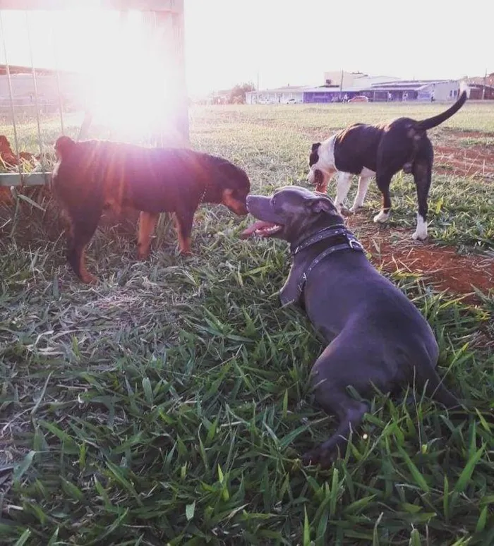 Cachorro ra a american staffordshire blue idade 4 anos nome Zeus