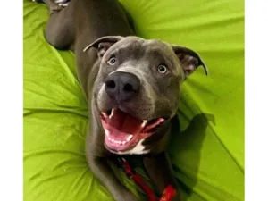 Cachorro raça american staffordshire blue idade 4 anos nome Zeus