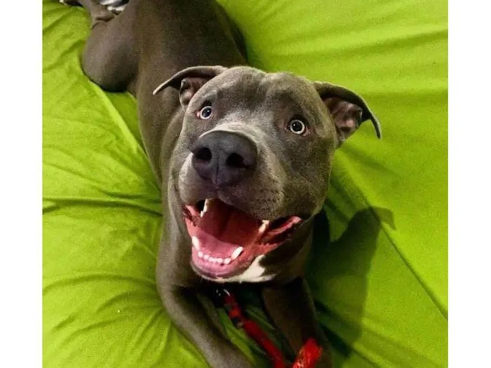 Cachorro ra a american staffordshire blue idade 4 anos nome Zeus