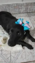 Cachorro raça Srd idade 4 anos nome Jujuba