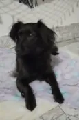 Cachorro raça Srd idade 4 anos nome Jujuba