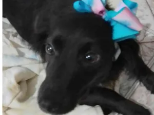 Cachorro raça Srd idade 4 anos nome Jujuba
