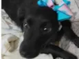 Cachorro raça Srd idade 4 anos nome Jujuba
