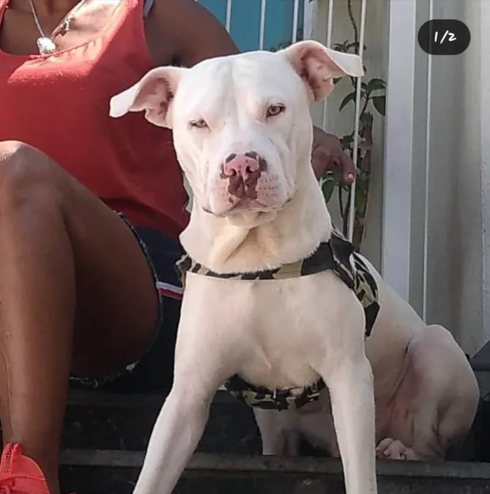 Cachorro ra a Pit-Bull idade 2 anos nome LIPE