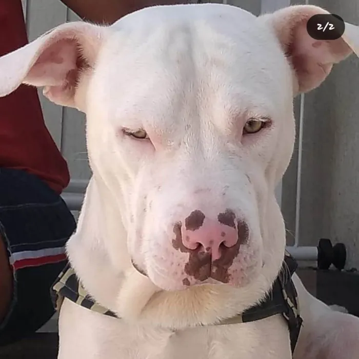 Cachorro ra a Pit-Bull idade 2 anos nome LIPE