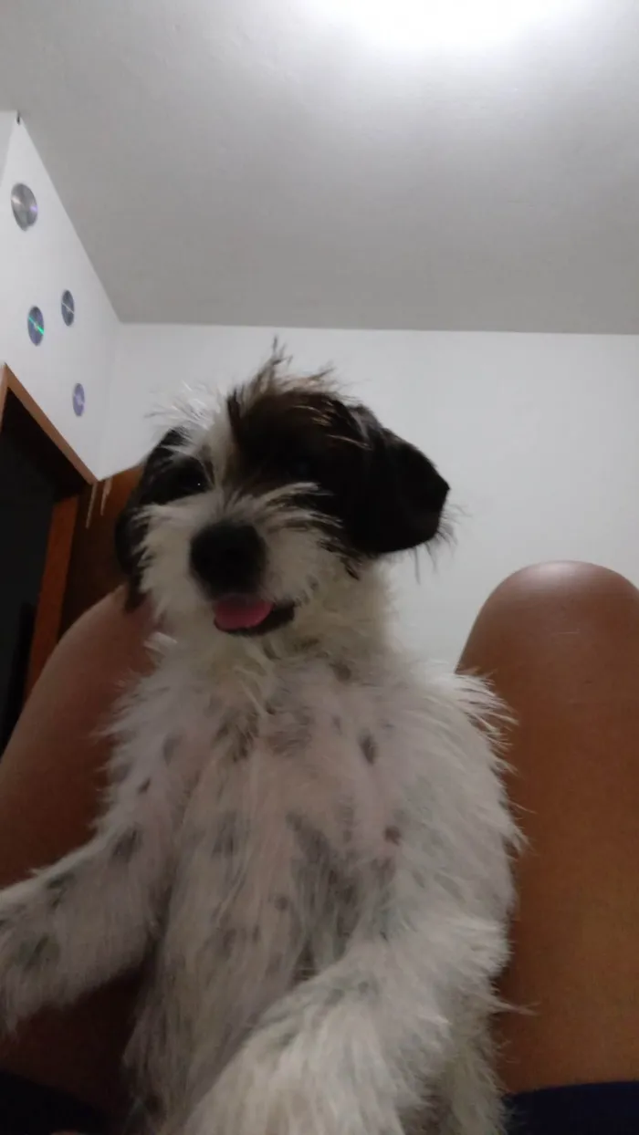 Cachorro ra a não identificada  idade 2 a 6 meses nome akira