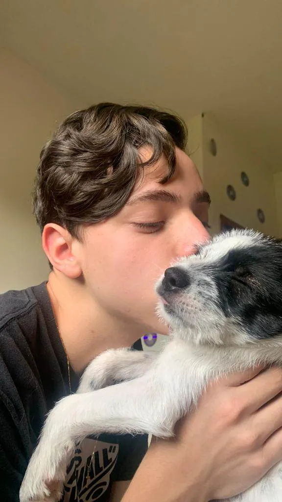 Cachorro ra a não identificada  idade 2 a 6 meses nome akira