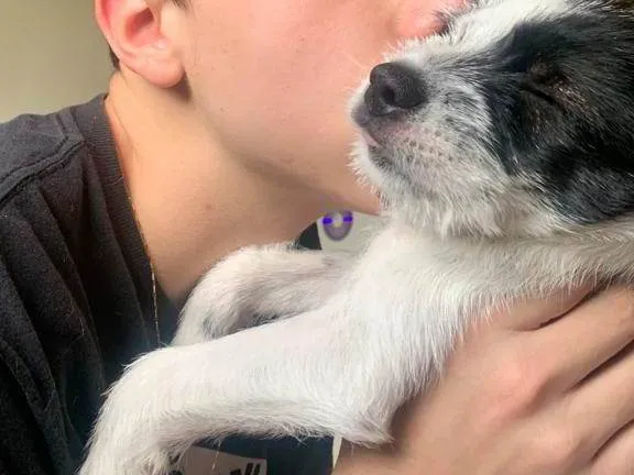 Cachorro ra a não identificada  idade 2 a 6 meses nome akira