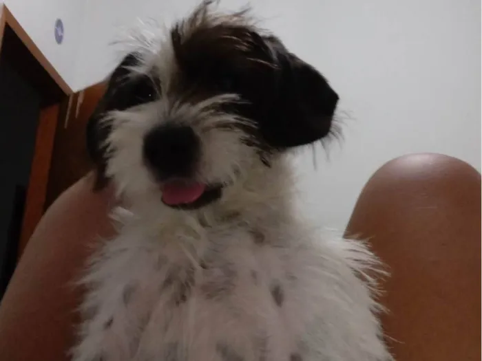 Cachorro ra a não identificada  idade 2 a 6 meses nome akira
