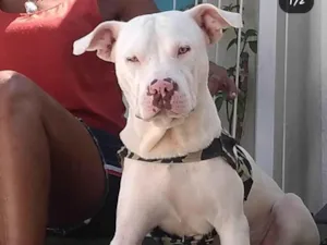 Cachorro raça Pit-Bull idade 2 anos nome LIPE