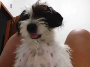Cachorro raça não identificada  idade 2 a 6 meses nome akira
