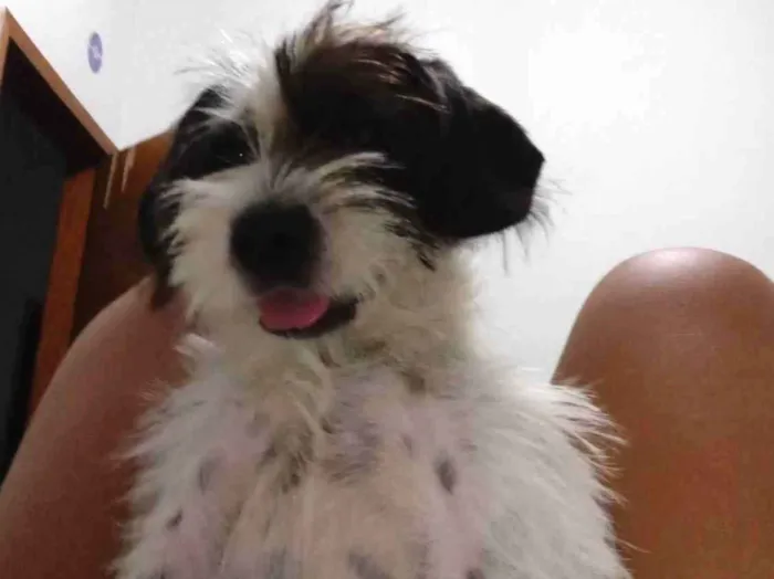 Cachorro ra a não identificada  idade 2 a 6 meses nome akira