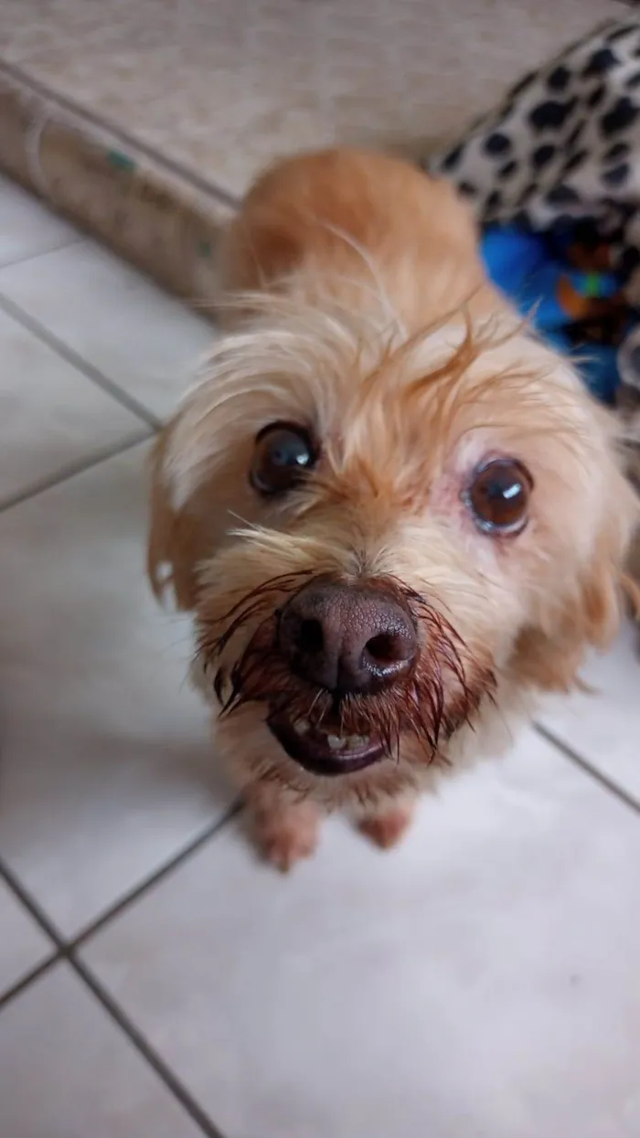 Cachorro ra a SRD-ViraLata idade 6 ou mais anos nome Quenia