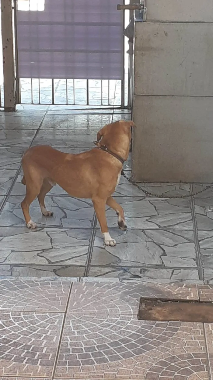 Cachorro ra a SRD-ViraLata idade 1 ano nome Scooby 