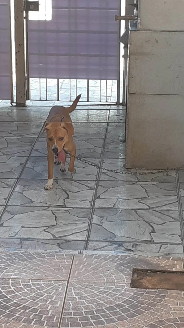 Cachorro ra a SRD-ViraLata idade 1 ano nome Scooby 