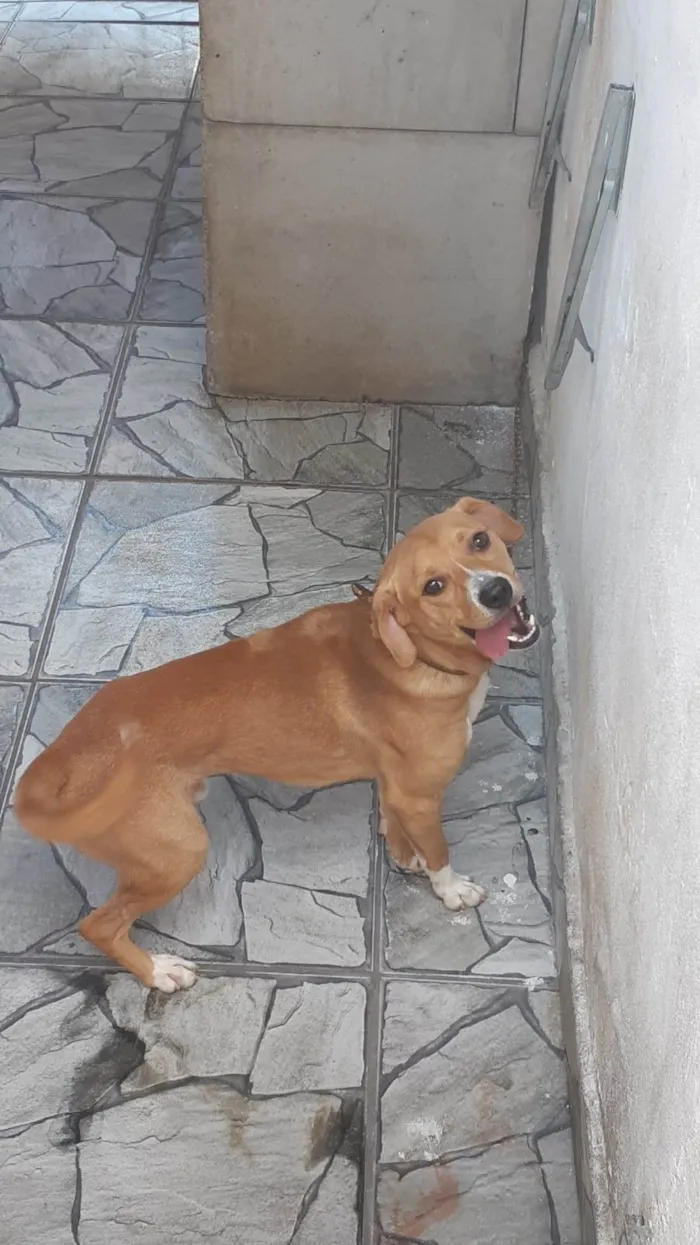 Cachorro ra a SRD-ViraLata idade 1 ano nome Scooby 