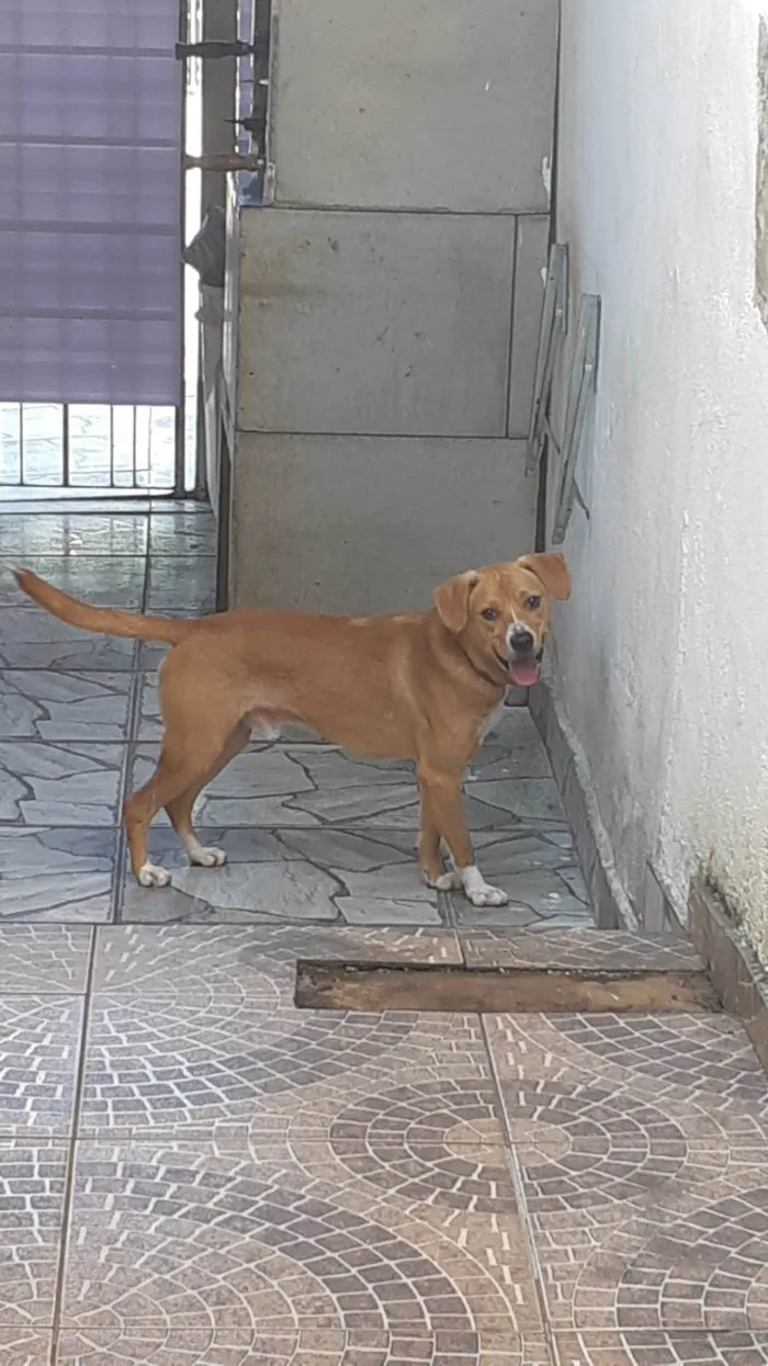 Cachorro ra a SRD-ViraLata idade 1 ano nome Scooby 