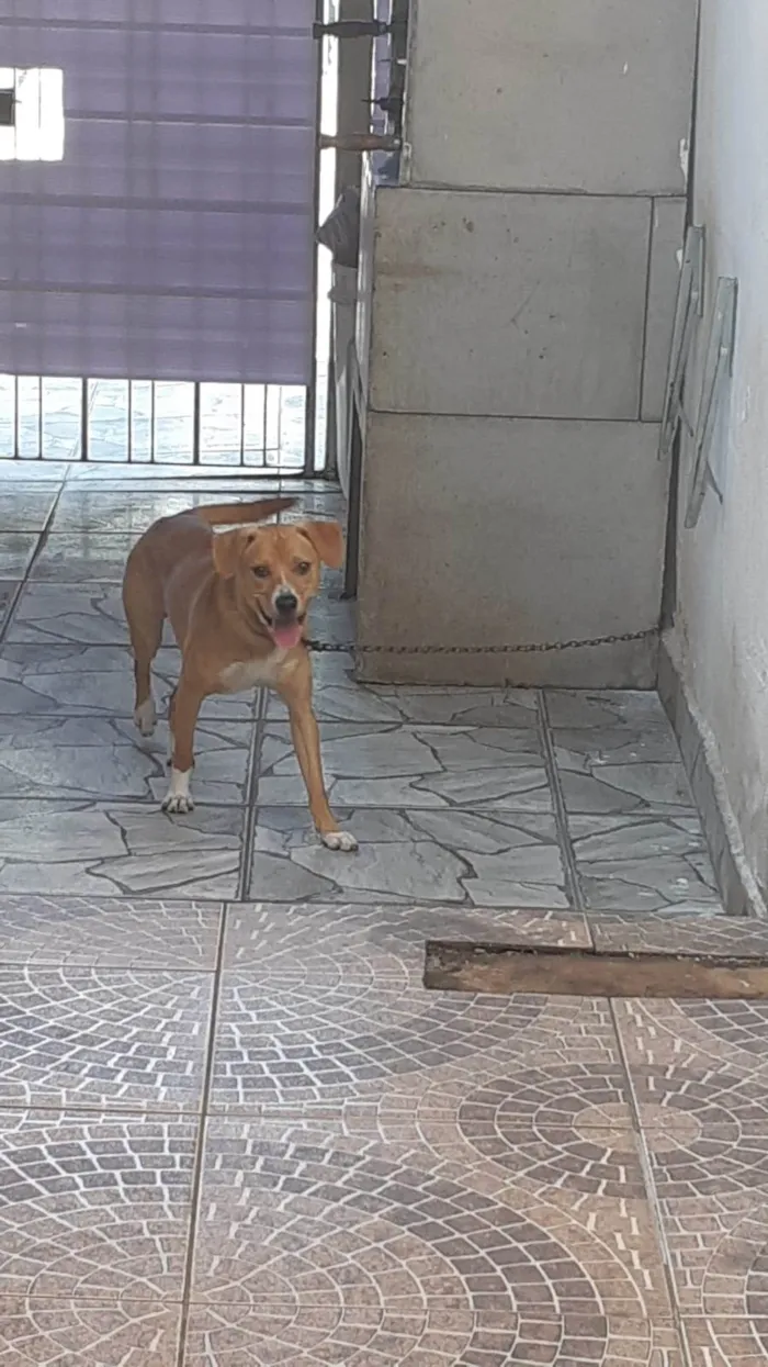 Cachorro ra a SRD-ViraLata idade 1 ano nome Scooby 