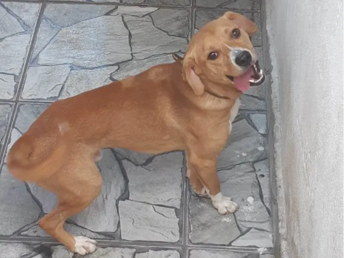 Cachorro ra a SRD-ViraLata idade 1 ano nome Scooby 