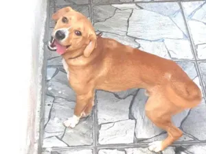 Cachorro raça SRD-ViraLata idade 1 ano nome Scooby 