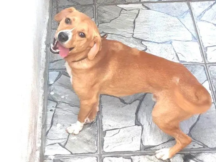 Cachorro ra a SRD-ViraLata idade 1 ano nome Scooby 