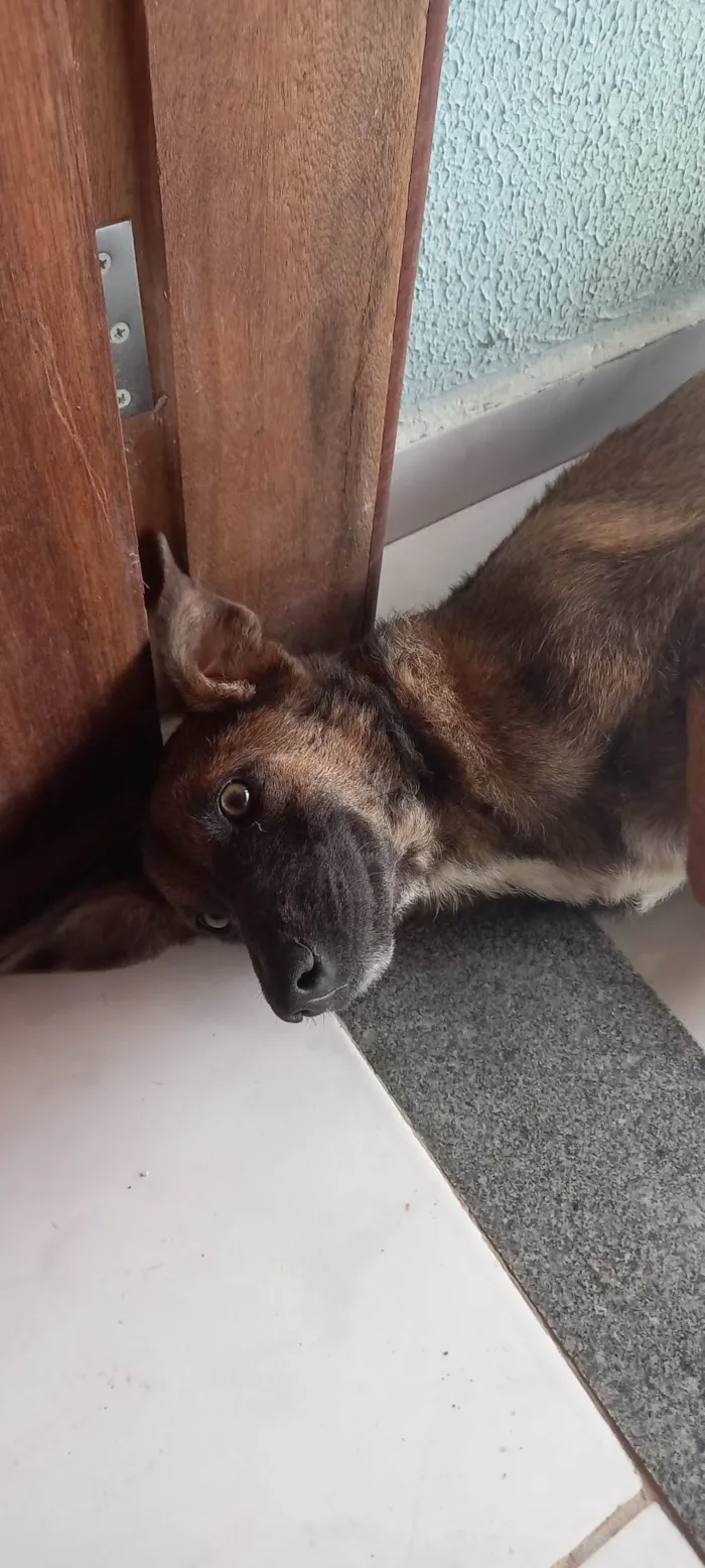 Cachorro raça Vira lata idade 2 a 6 meses nome Tobias