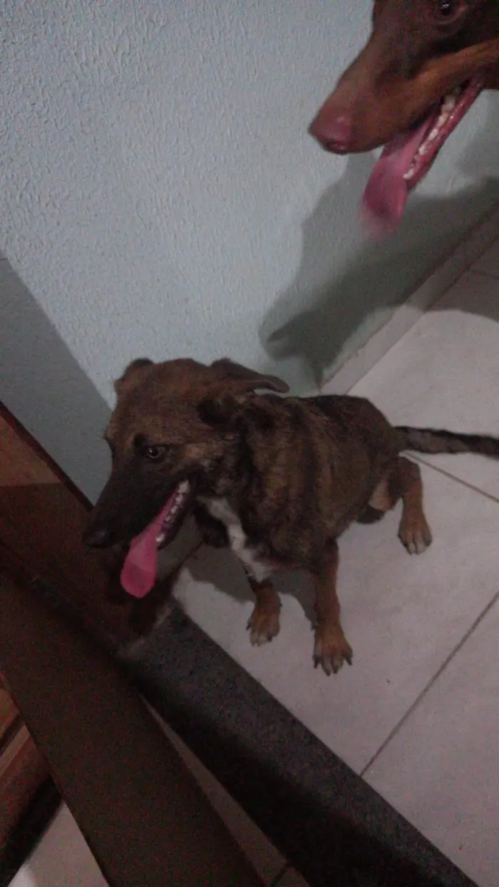 Cachorro raça Vira lata idade 2 a 6 meses nome Tobias
