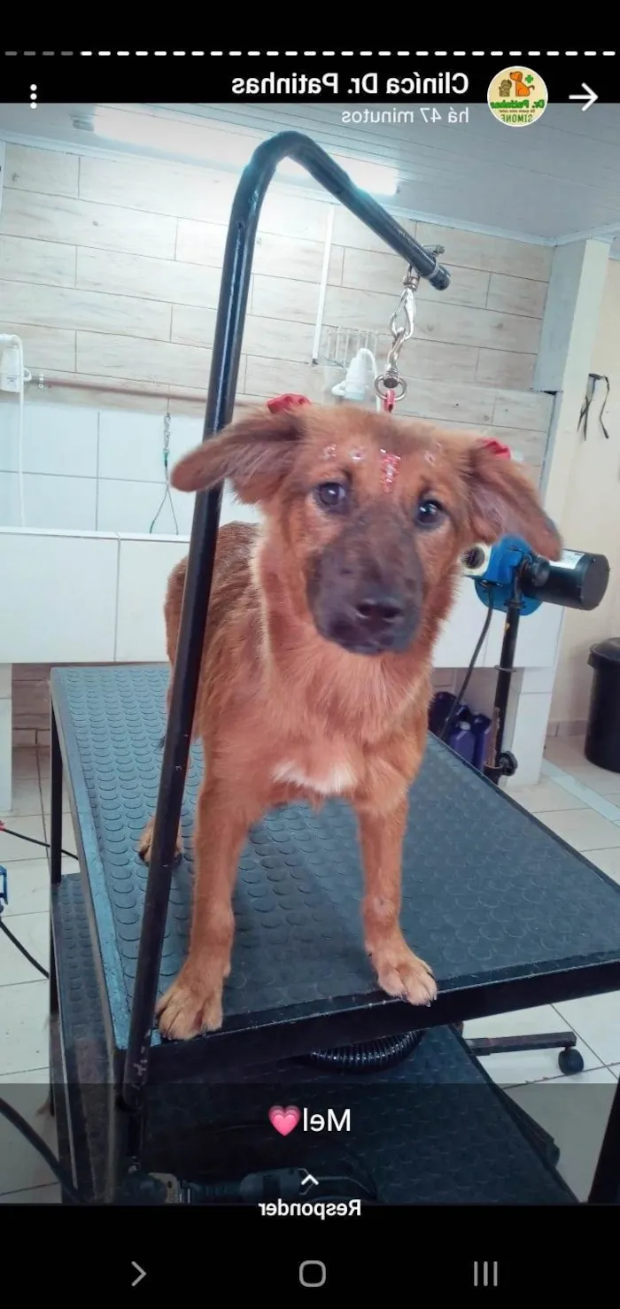 Cachorro ra a SRD-ViraLata idade 7 a 11 meses nome Mel