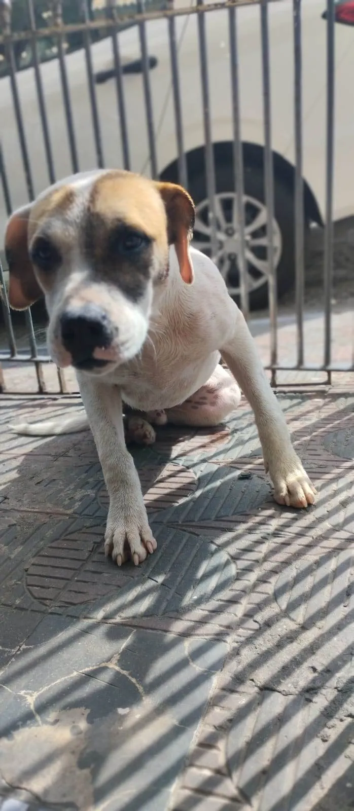 Cachorro ra a Indefinida  idade 2 anos nome Sem nome