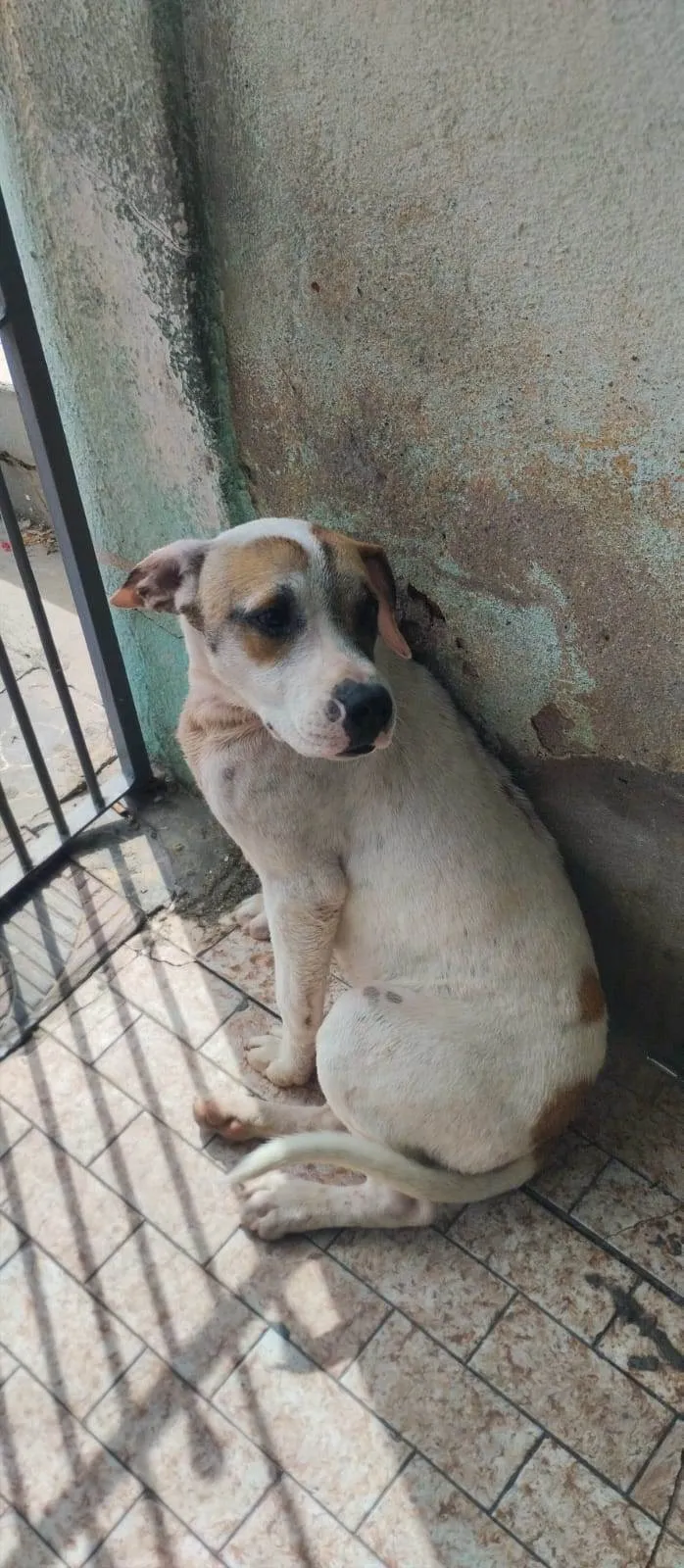 Cachorro ra a Indefinida  idade 2 anos nome Sem nome