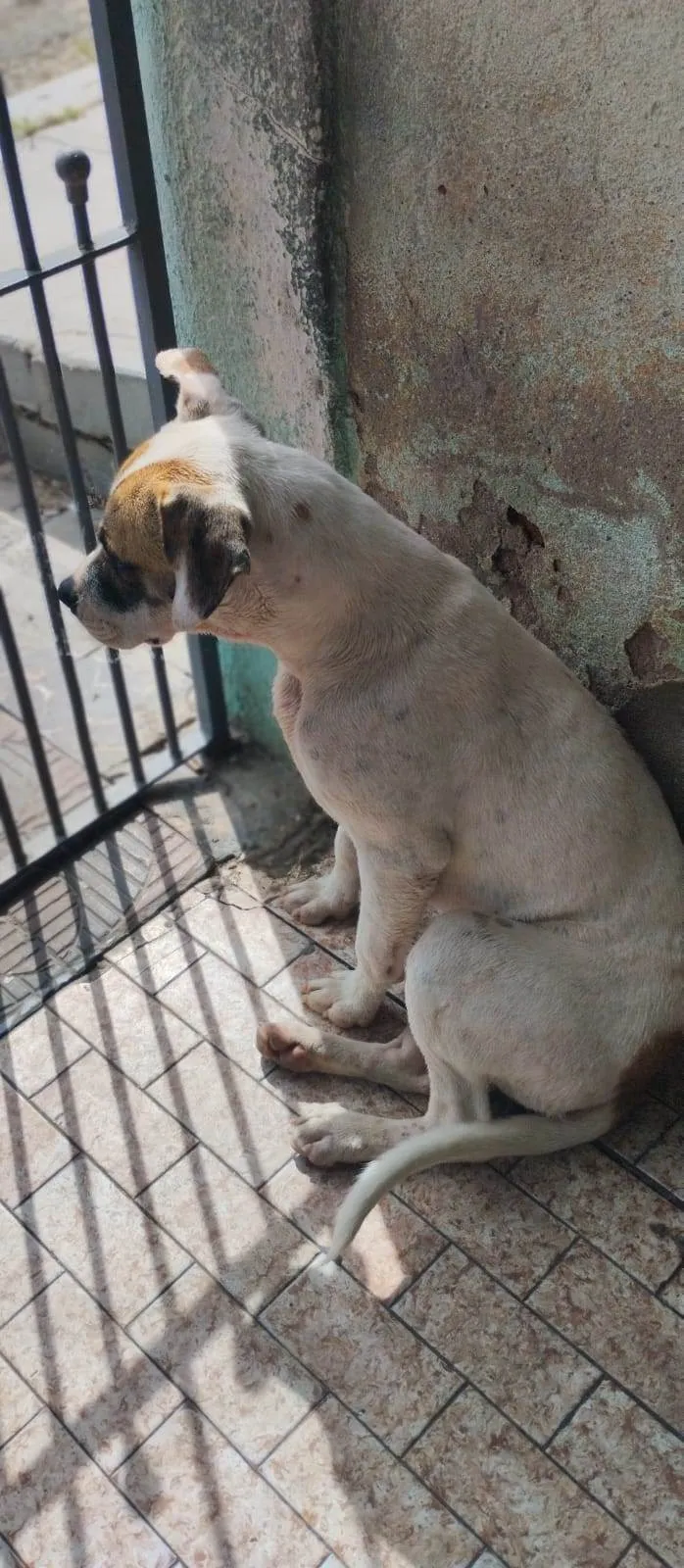 Cachorro ra a Indefinida  idade 2 anos nome Sem nome