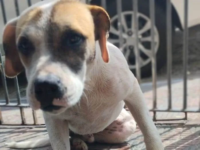 Cachorro ra a Indefinida  idade 2 anos nome Sem nome