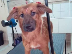 Cachorro raça SRD-ViraLata idade 7 a 11 meses nome Mel