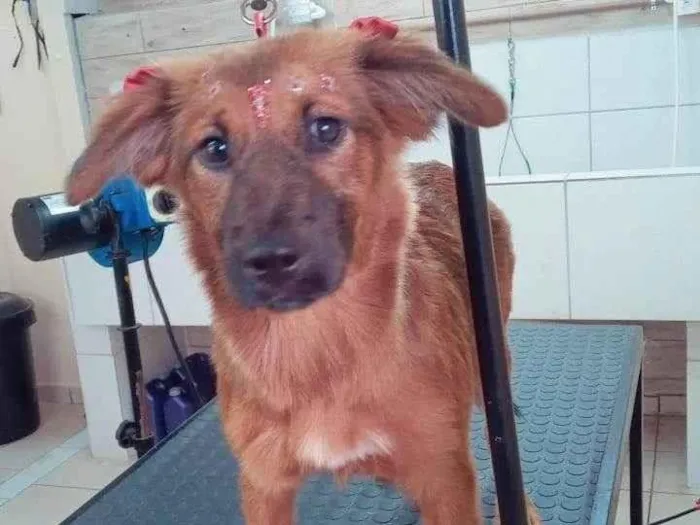 Cachorro ra a SRD-ViraLata idade 7 a 11 meses nome Mel