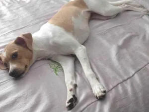 Cachorro raça SRD-ViraLata idade 1 ano nome Mel