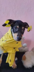 Pretinha