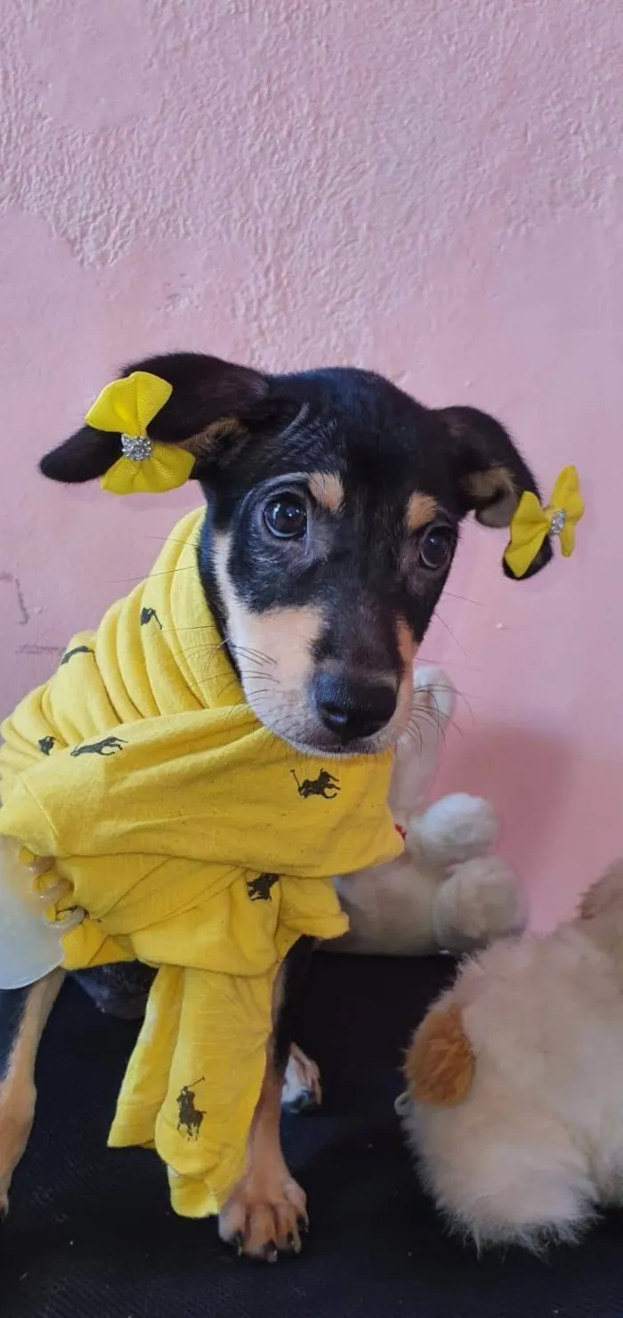 Cachorro ra a Srd idade 2 a 6 meses nome Pretinha
