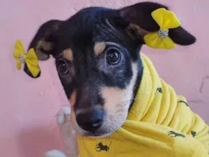 Cachorro raça Srd idade 2 a 6 meses nome Pretinha