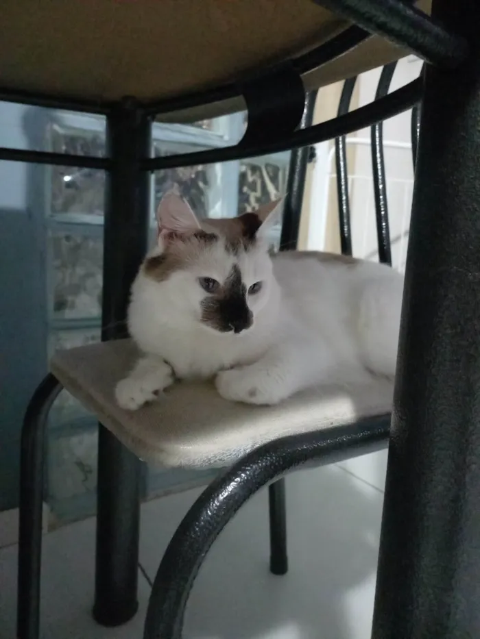 Gato ra a SRD-ViraLata idade 3 anos nome Gaia 