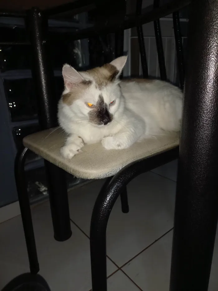Gato ra a SRD-ViraLata idade 3 anos nome Gaia 