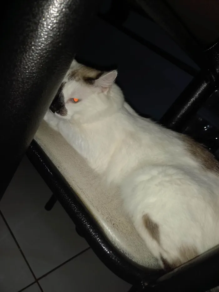 Gato ra a SRD-ViraLata idade 3 anos nome Gaia 