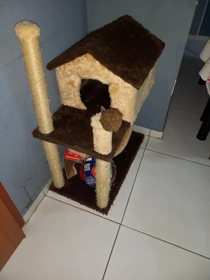 Gato ra a SRD-ViraLata idade 3 anos nome Gaia 