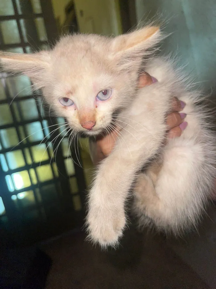 Gato ra a SRD-ViraLata idade Abaixo de 2 meses nome Sem nome