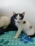 Gatinhos para adoção