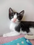 Gatinhos para adoção