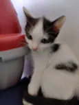 Gatinhos para adoção