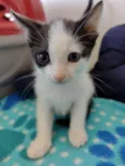 Gatinhos para adoção