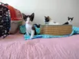 Gatinhos para adoção