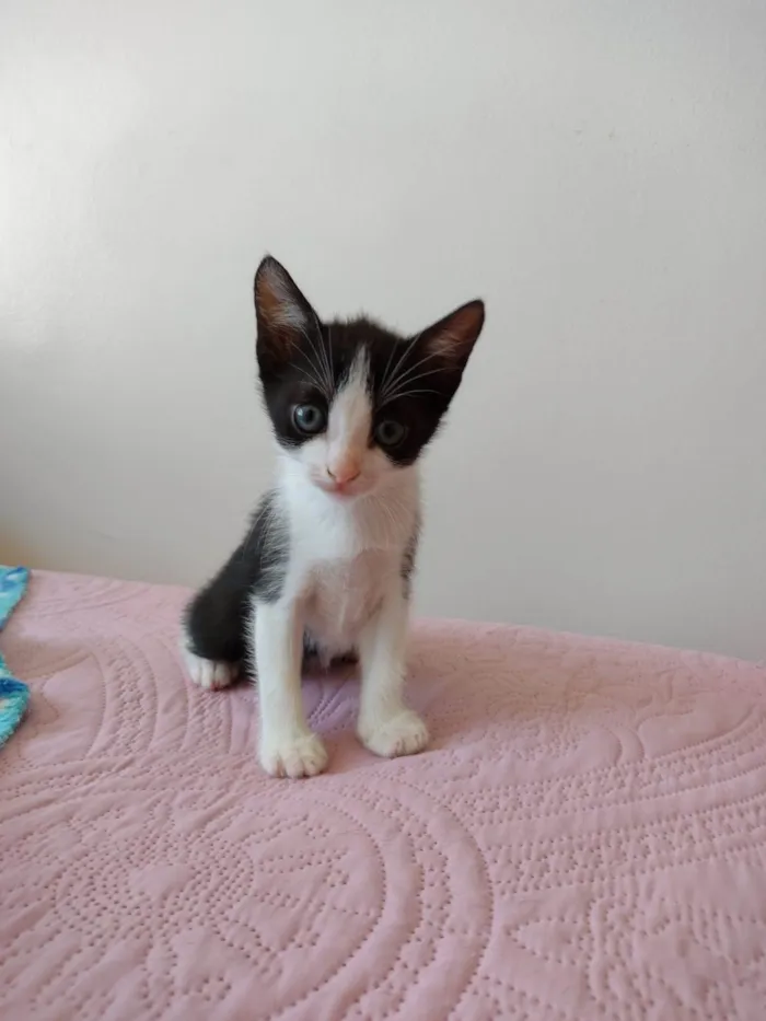 Gato ra a SRD-ViraLata idade Abaixo de 2 meses nome Gatinhos para adoção